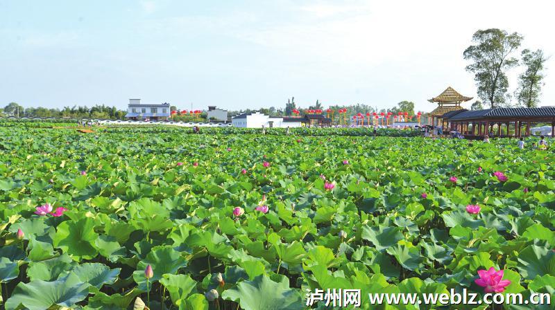 一,活动时间: 2017年6月2 4 日   二,活动地点:泸县龙桥百花洲