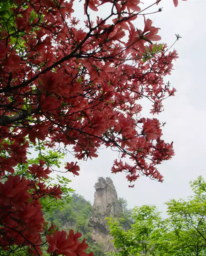 賞杜鵑花,當然去西泰山